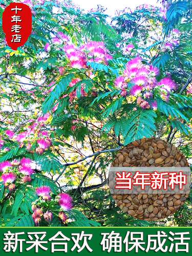 夏季秋合欢合欢种子红花
