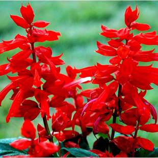 一串红种子矮串红花鼠尾草种子炮仗花道路园林景观盆栽花卉种子籽