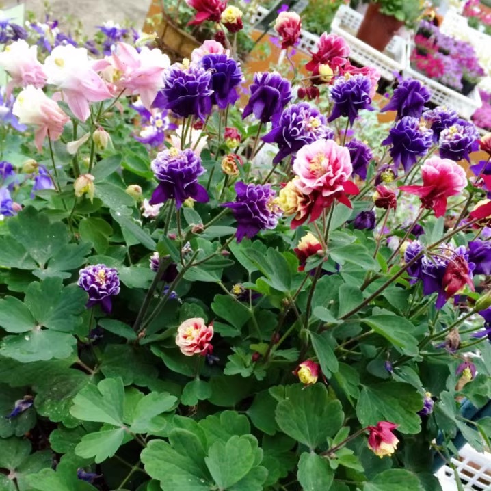 大花耧斗菜种子重瓣花籽苗多年生宿根耐寒四季种开花阳台庭院盆栽