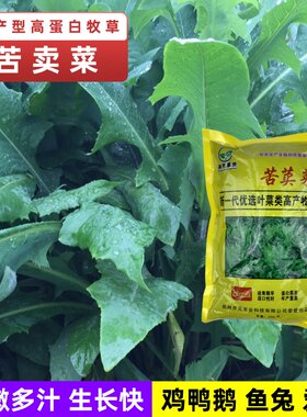 不开花喂养牲畜苦麦菜四季