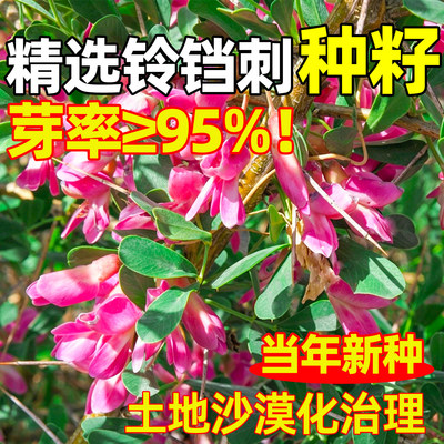 铃铛刺种子耐盐碱耐贫瘠护坡固土抗风沙生态修复工程绿化灌木种籽