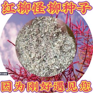 红柳种子 柽柳种子 优质红柳树怪柳树种子 多枝怪柳柳树种籽孑