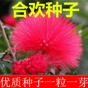 红花合欢种子 粉红合欢籽山合欢绒花树银合欢篱笆围墙金合欢种籽