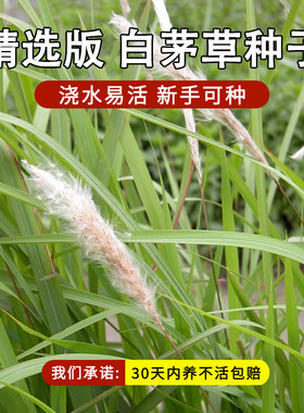 白茅草种子坟头墓地山坡绿化白毛草长镰草响铃草根种籽四季播易活