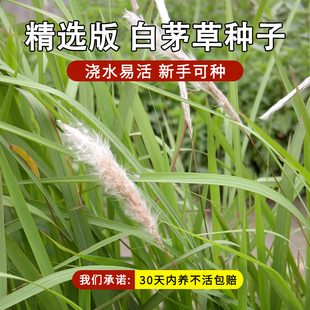 白茅草种子坟头墓地山坡绿化白毛草长镰草响铃草根种籽四季播易活