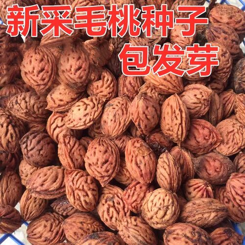 桃种种子毛桃核杏子山桃嫁接
