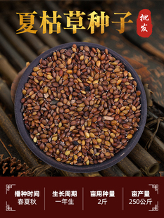 夏枯草种子材种籽白毛夏枯草种籽子四季种植散装阳台盆栽苗孑