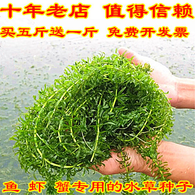 鱼塘水草种子伊乐藻草籽四季水质
