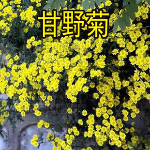 野菊花种子 泡茶小菊花山菊花 甘野菊白色黄色多年生菊花子籽