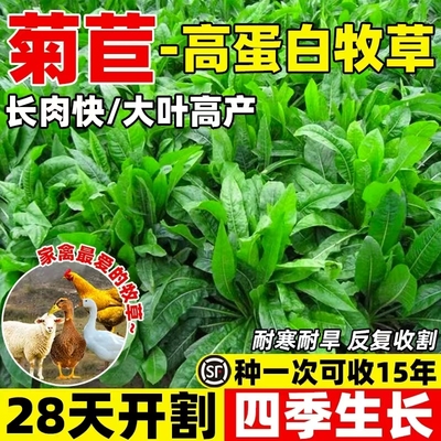 将军大叶菊苣草种籽四季养鸭鹅鸡兔牛羊喂猪菜种孑多年生牧草种子