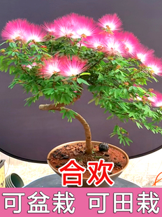 合欢种子四季种植落叶乔木行道树红花合欢金合欢银合欢绒花树种子