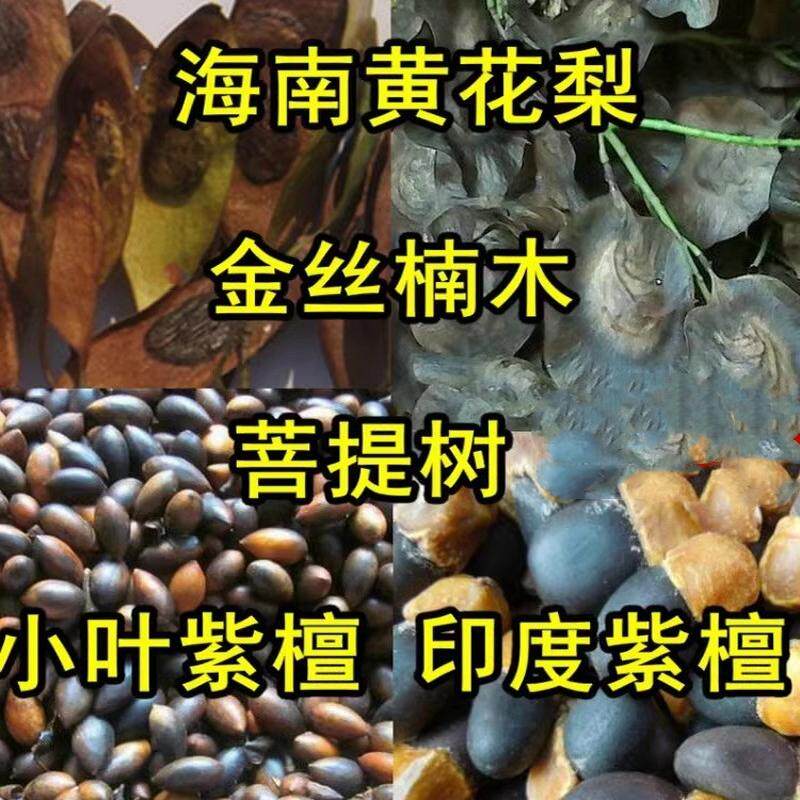 金丝楠木种子小叶紫檀白檀黄檀桢楠蓝花楹红花楹凤凰木黄花梨树种