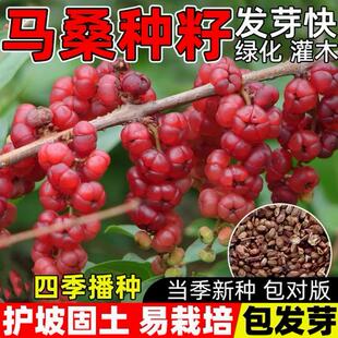 马桑种子 水马桑野马桑车桑子 木豆树木豆 猪屎豆 马棘种子灌木籽