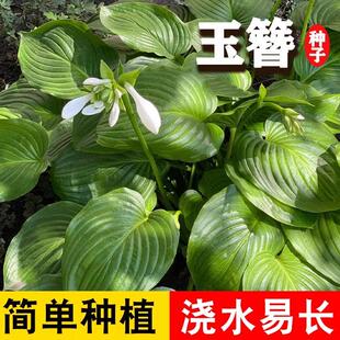 玉簪种子玉簪花种籽花卉花籽盆栽耐阴耐湿易活白萼白仙鹤花多年生