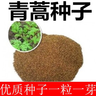 新采青蒿种子青蒿种子 草蒿种子 香蒿种子 苦蒿种子药材