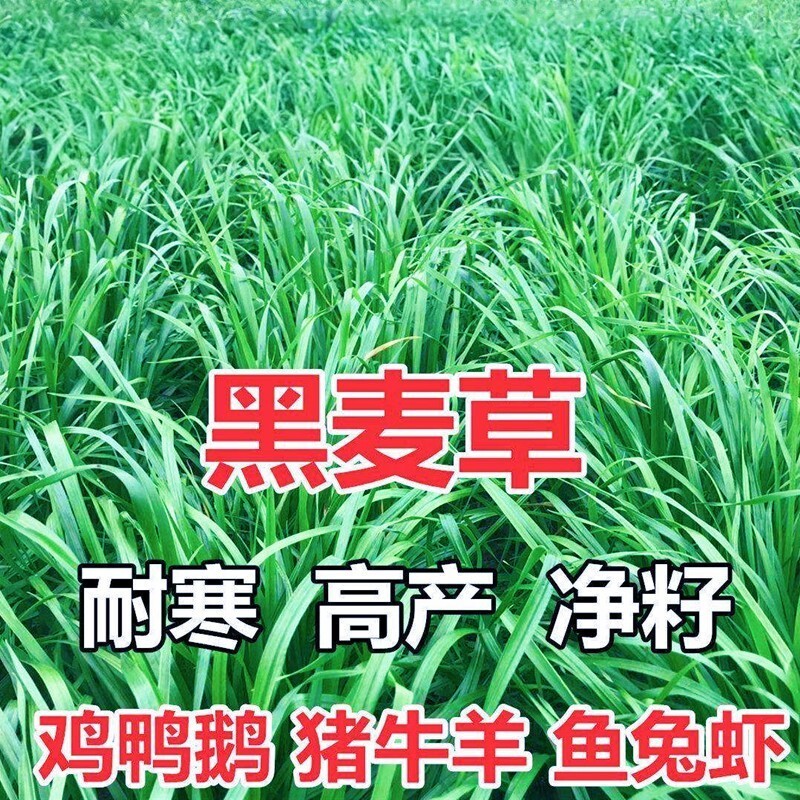 进口耐寒牧草种子多年生黑麦草种子四季常青鸡鸭鹅猪牛羊鱼草种籽