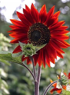 鸿运向日葵种子观赏葵花籽种春播红色向日葵多头泰迪熊向日葵切花