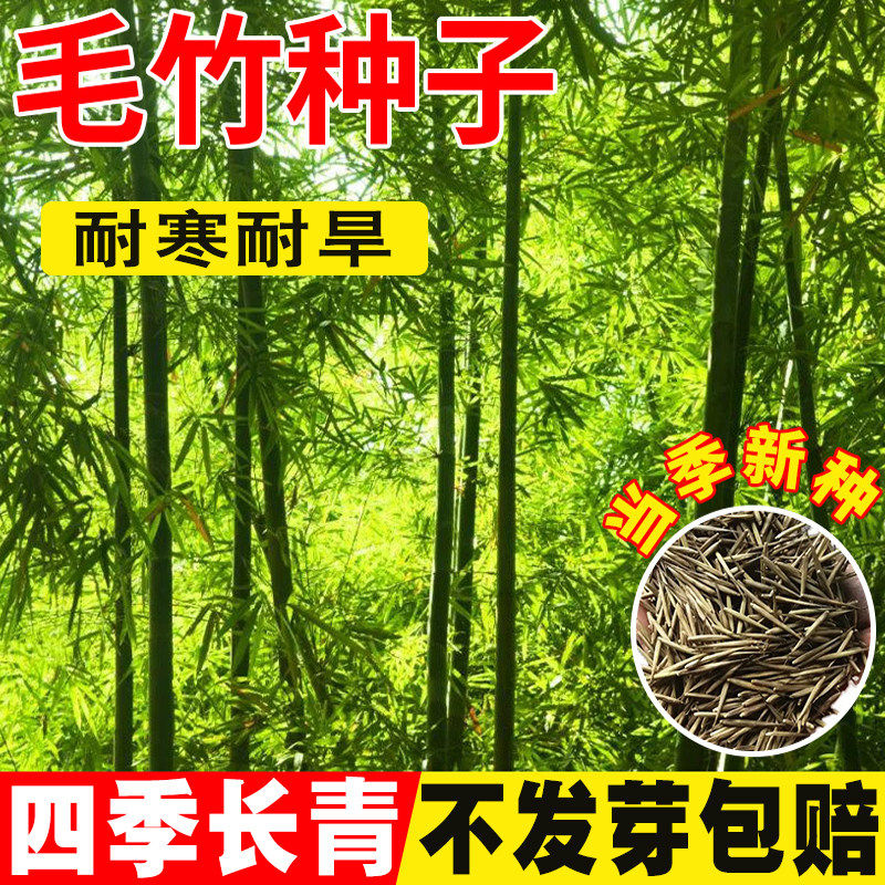 毛竹种子南北方观赏矮竹子苗庭篱笆黄金竹罗汉竹耐寒耐旱大型竹苗