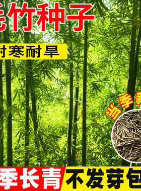 毛竹种子南北方观赏矮竹子苗庭篱笆黄金竹罗汉竹耐寒耐旱大型竹苗