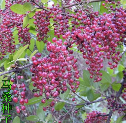 灌木籽水马桑野马桑车桑子