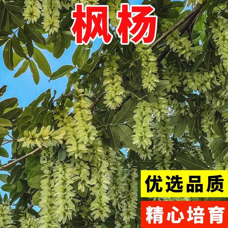 元宝树种子 新采树种 枫杨种子 别名麻柳 蜈蚣柳 枫柳皮 杨树种子