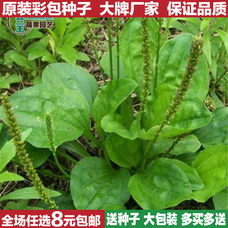 车前草中药材芽苗菜种子