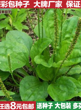 车前草中药材芽苗菜种子