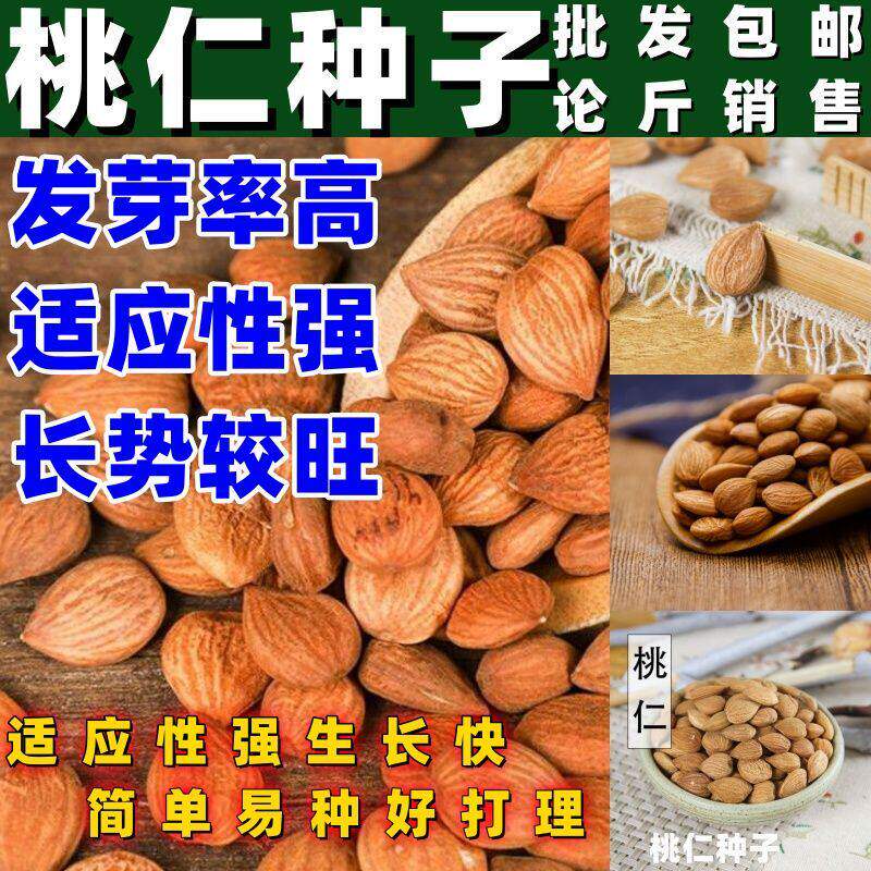 新采毛桃仁种子野生桃核桃树种籽可嫁接梅花树果树砧木