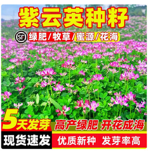 观赏豆科蜜源植物紫云英种子翘摇红花草子可做牧草绿肥净籽野菜