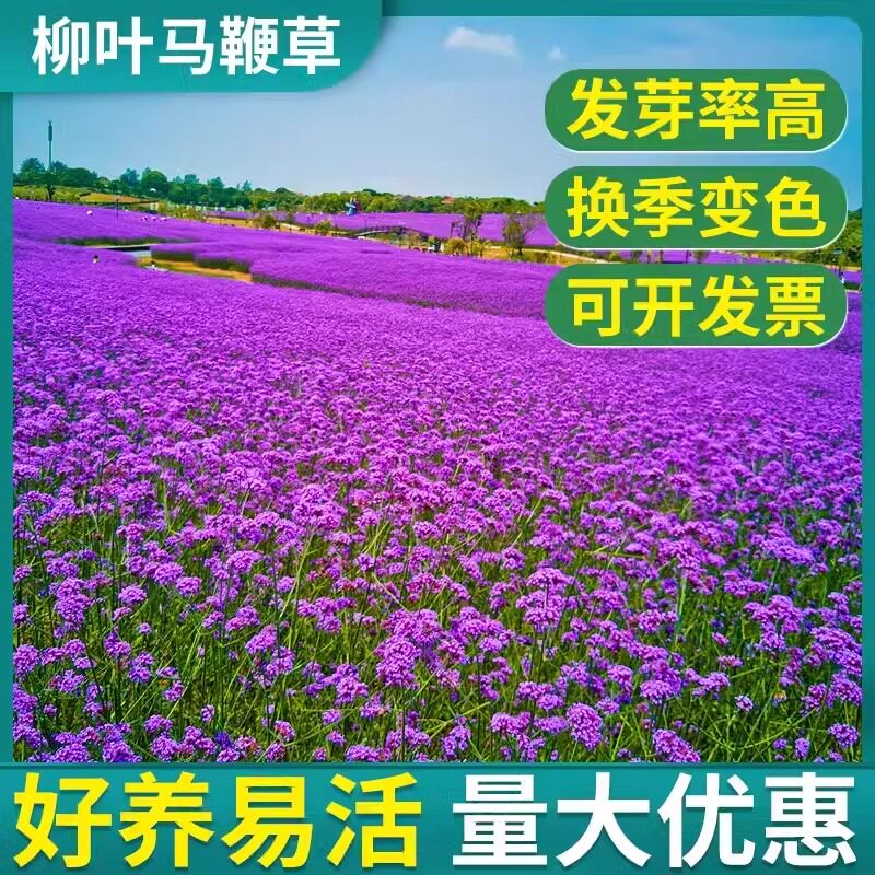 柳叶马鞭草种子多年生耐寒图片