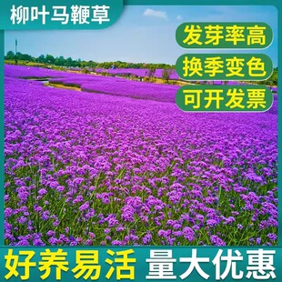 柳叶马鞭草种子多年生耐寒花籽婚纱摄影花海景观花种籽盆栽苗
