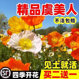 冰岛虞美人花籽南北方播种开花庭院景观绿化花卉盆栽种子