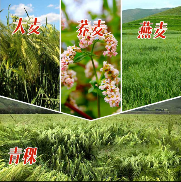 青稞大麦种子燕麦种子