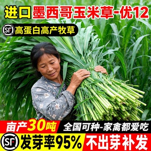 墨西哥玉米草种子四季牧草多年生畜牧养殖草籽高蛋白多汁再生种籽