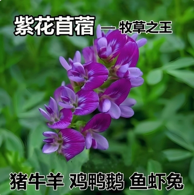 牧草猪牛羊鸡鸭鹅养殖紫花苜蓿