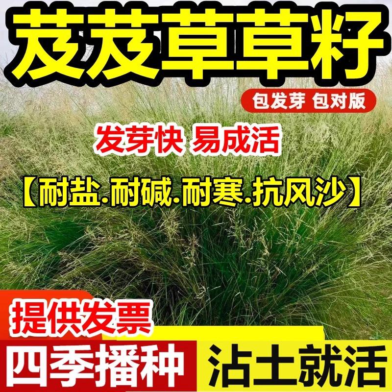 芨芨草种子芨芨草牧草种籽积机草席萁草耐寒旱防风固沙耐盐碱草籽