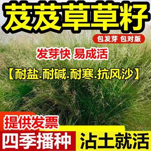 芨芨草种子芨芨草牧草种籽积机草席萁草耐寒旱防风固沙耐盐碱草籽