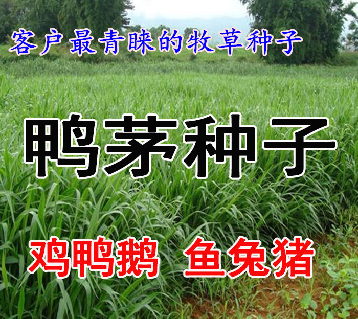 不开花果树草果树草种子提图片