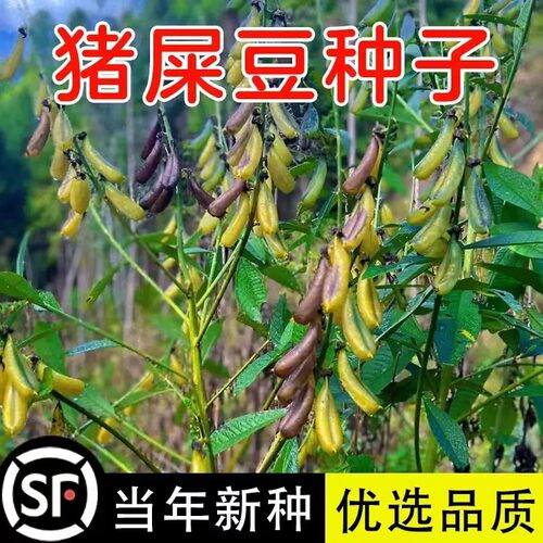 猪屎豆种子木豆灌木护坡草籽边坡固土复绿植物椭三圆叶绿化种子孑
