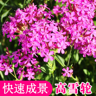 秋播高雪轮花种子钟石竹美人草四季种易养易活盆栽耐寒耐旱恋恋轩