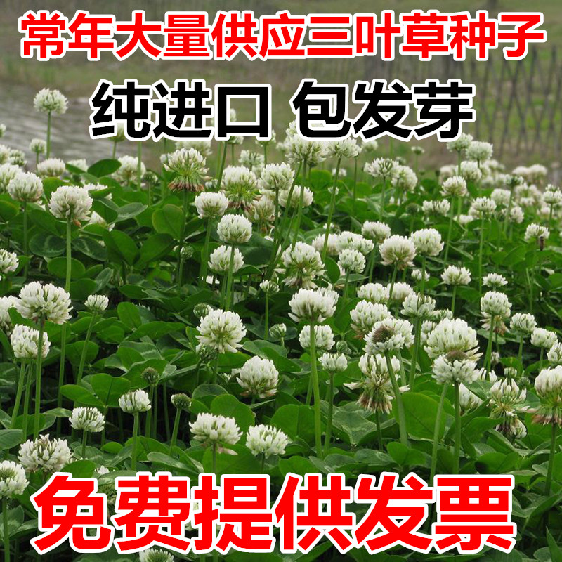 白三叶草种子红三叶草种子净籽四季青草坪绿化果园绿肥草籽