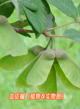 小型造景落叶种子乔木