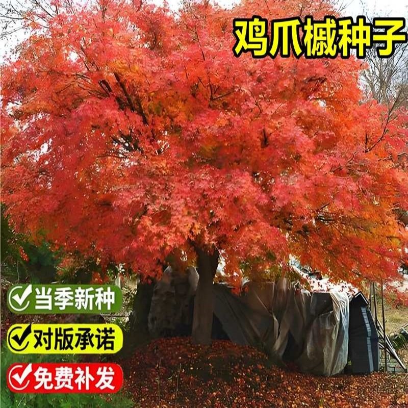 当年新采鸡爪槭种子红槭树枫叶鸡爪枫落叶小乔木园林绿化树种籽图片
