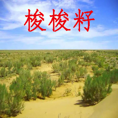 抗旱固沙种子梭梭树种籽 毛条种子培育肉苁蓉的好树木沙漠先锋