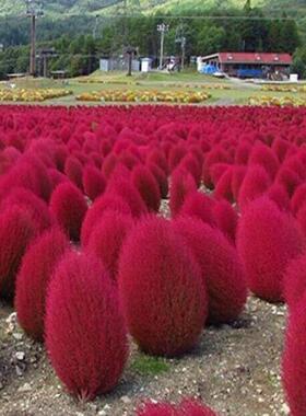 红叶地肤种子绿叶地肤草种子地麦铁扫帚苗菜种子园林景观花海种子