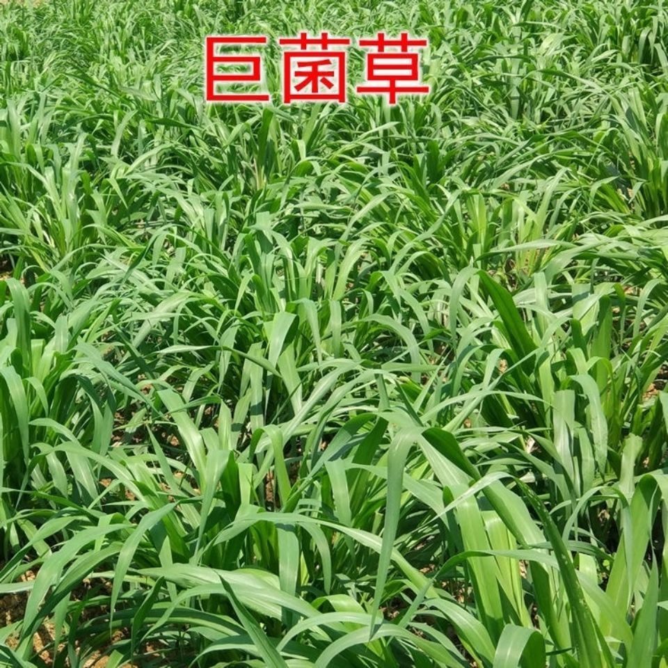 高产巨菌草新型皇竹草台湾甜象草种节四季多年生牧草