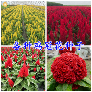 矮杆鸡冠花种子红黄头状羽装穗状凤尾室内外观赏阳台庭院盆栽花卉