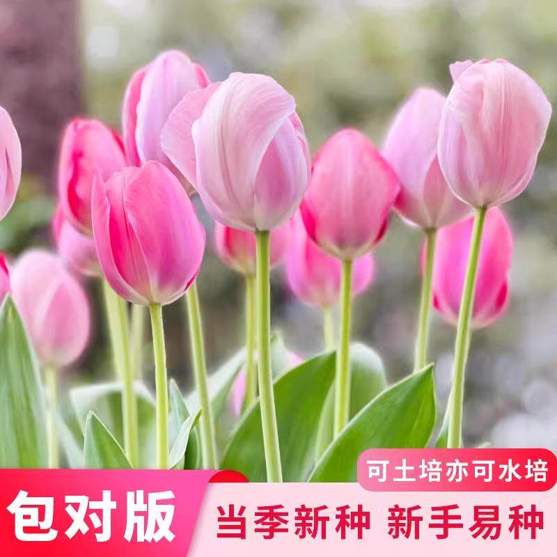 荷兰郁金香种球水培冬季花卉盆栽室内耐寒土培郁金香花种四季开花