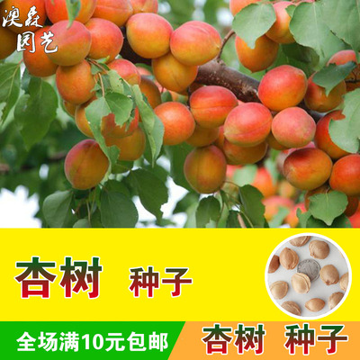 杏子庭院食用水晶易种植瓜果