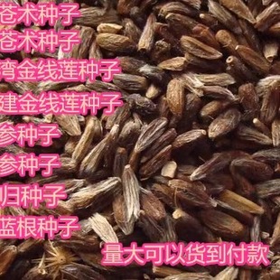新采药材种子 金线莲种子 南 北苍术丹参党参柴胡桔梗板蓝根种子